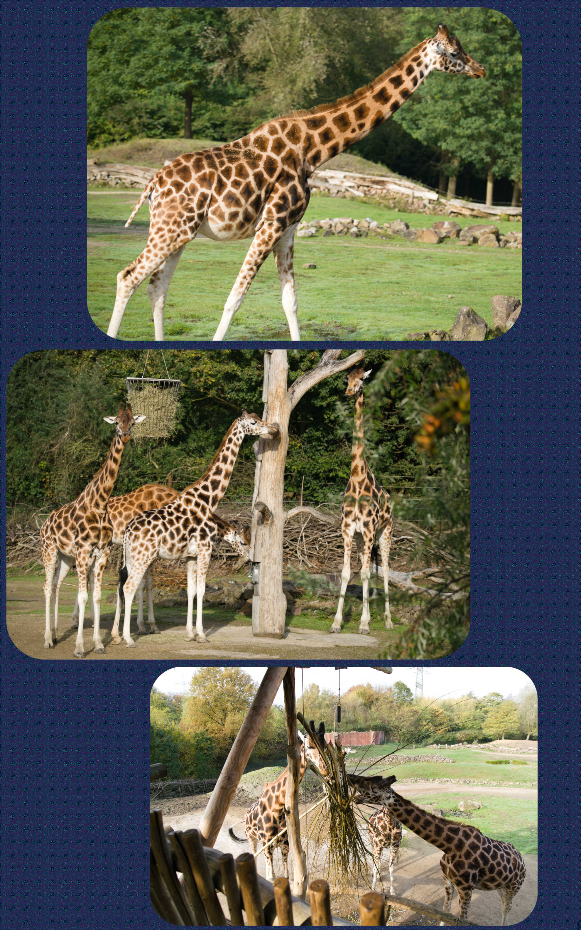 ZOOM Erlebniswelt Giraffen